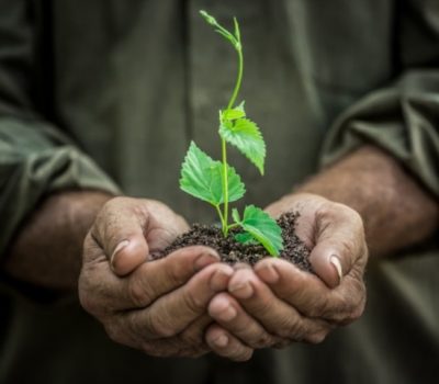 Senior man holding young spring plant in hands. Ecology concept